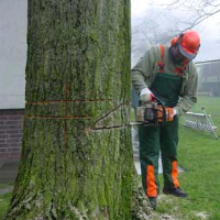 Tree Removal Southnorwood